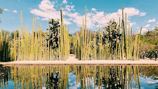 Jardin Etnobotanico de Oaxaca